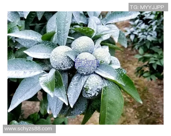 陈强独家分享排球心得与技巧助你提升球技的全面指南 陈强独家分享排球心得与技巧助你提升球技的全面指南